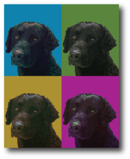 Dog Portrait